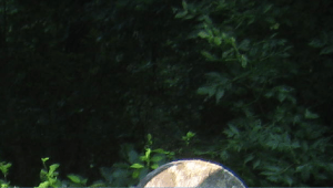 Fairy and Other Fairy